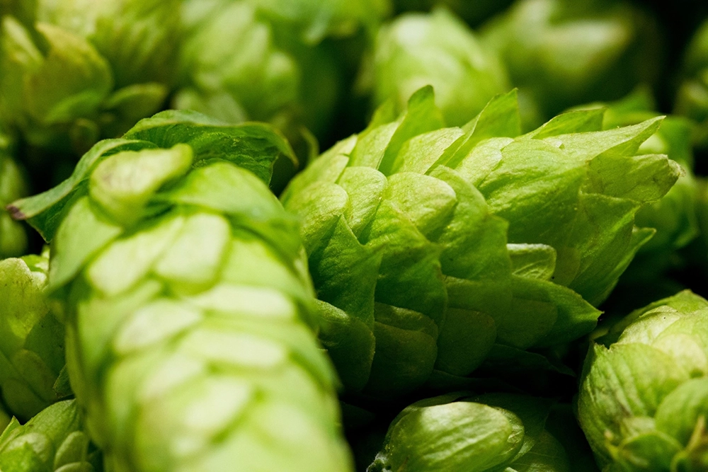 Vue en gros plan de cônes de houblon verts et frais avec des bractées superposées. En arrière-plan, d’autres houblons apparaissent flous.