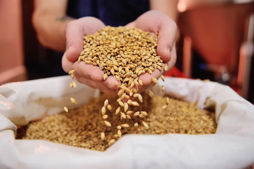 Deux mains laissent tomber des grains dorés au-dessus d’un sac ouvert de malt. Du matériel de brassage est visible en arrière-plan flou.