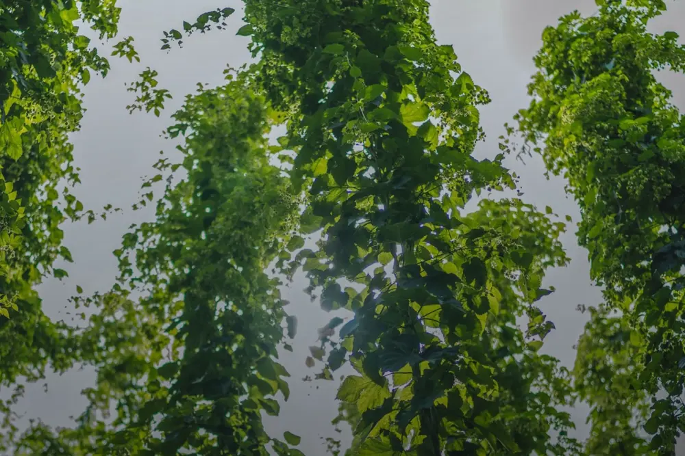 Plusieurs hautes plantes de houblon à feuillage dense poussent verticalement vers le haut. Le ciel en arrière-plan est légèrement couvert.