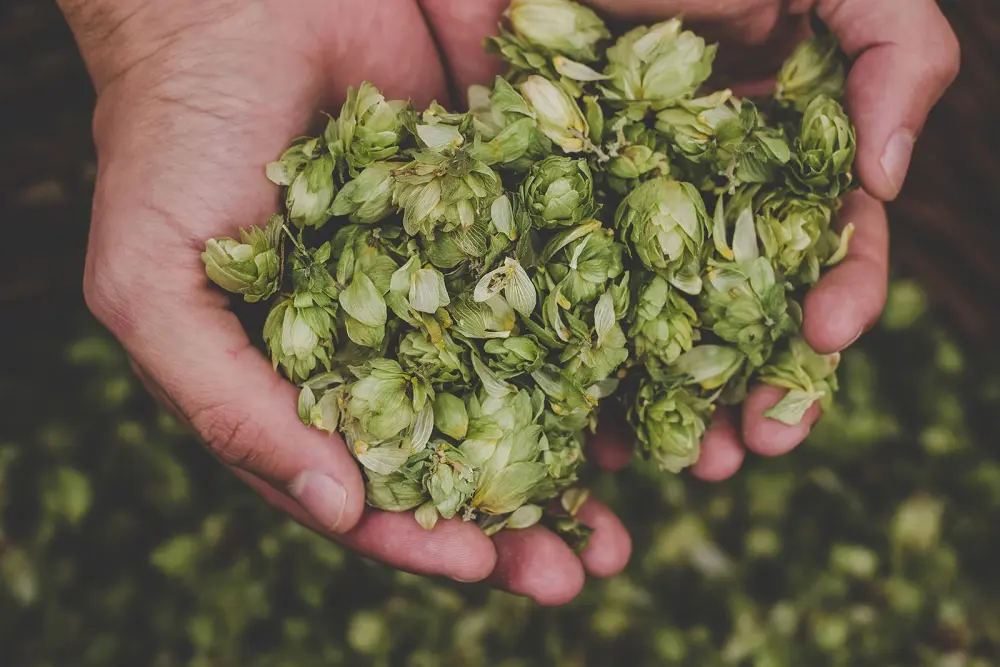 Deux mains tiennent une grande quantité de cônes de houblon verts et frais. En arrière-plan, d’autres houblons reposent au sol, flous.
