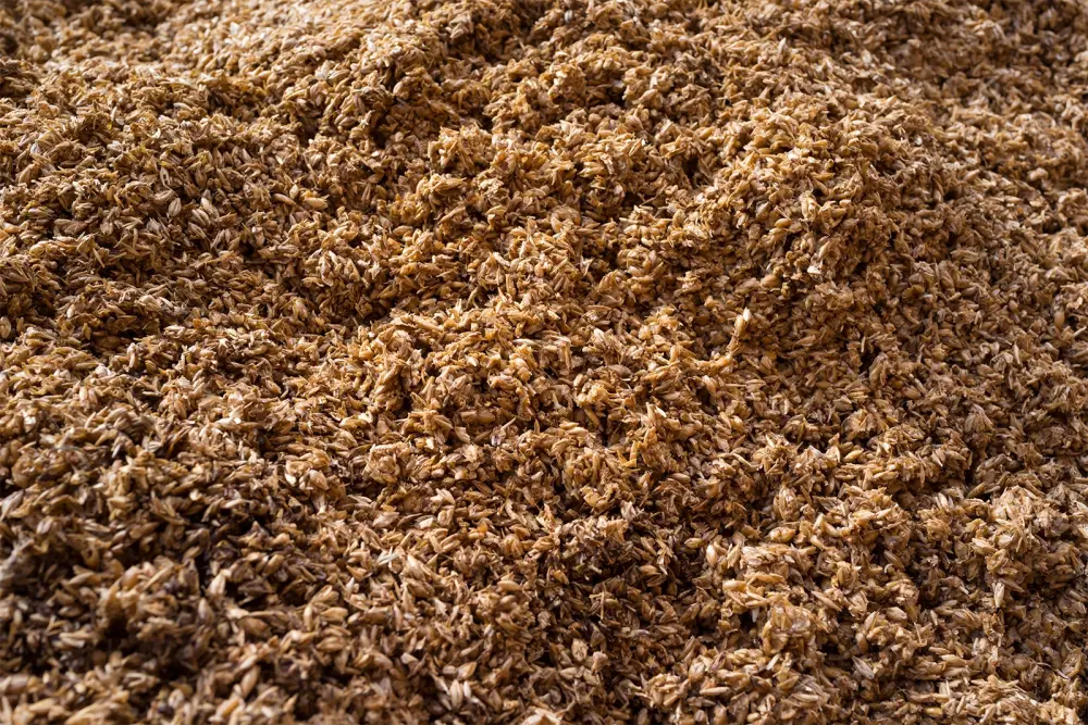 Une couche dense de drêches de malt couvre toute l’image. Aucun fond ni autre élément n’est visible. (112 caractères)